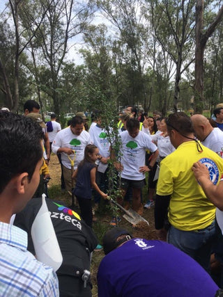 Reforestando un Nuevo Bosque - Tucanê