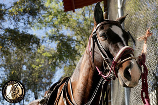 México Polo Tour I Guadalajara